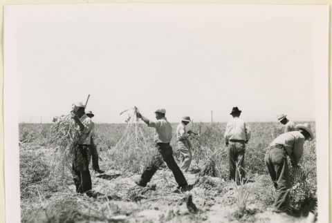 Daikon seed ranch (ddr-densho-37-1391)