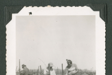 Three men working in a field (ddr-densho-471-194)
