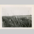Gardeners tend to sweet pea plants (ddr-densho-37-1058)