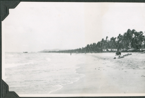 Sandy beach with rows of palm trees (ddr-ajah-2-658)