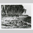 Tenaru River during Guadalcanal campaign (ddr-densho-1007-80)