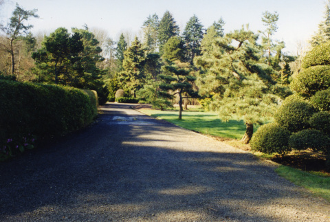 Looking west from holly and Japanese Garden hedge (ddr-densho-354-809)
