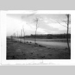 Newly planted trees in camp (ddr-densho-157-103)
