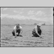 Japanese Americans working in field (ddr-densho-151-445)