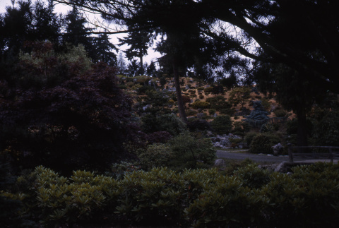 View of the newly planted Mountainside from near the Heart Bridge (ddr-densho-354-277)