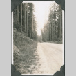 Truck on road through tall trees (ddr-ajah-2-216)