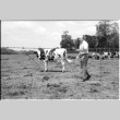 Robert H. Foote with cows (ddr-densho-1007-1244)