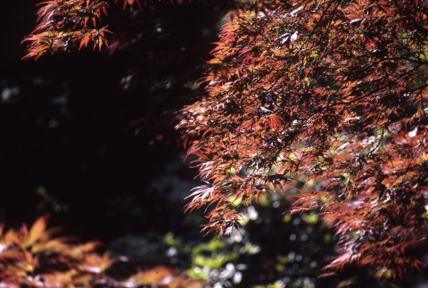 Japanese maple foliage (ddr-densho-354-1344)