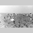 Japanese Americans picking peas (ddr-densho-37-140)