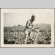 Harvesting beets (ddr-densho-298-39)