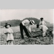 Father digging clams with children (ddr-densho-353-239)