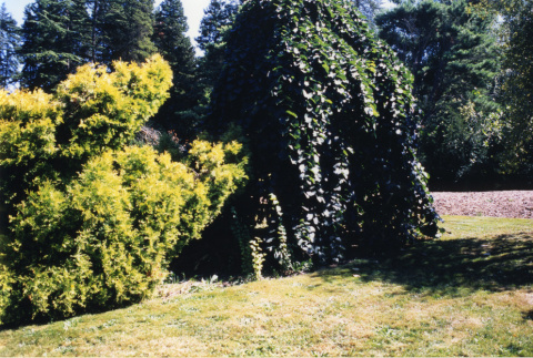 Rheingold Cypress, Camperdown Elm, Tanyosho Pine (ddr-densho-354-732)