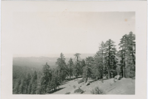 View of evergreen trees (ddr-densho-338-207)