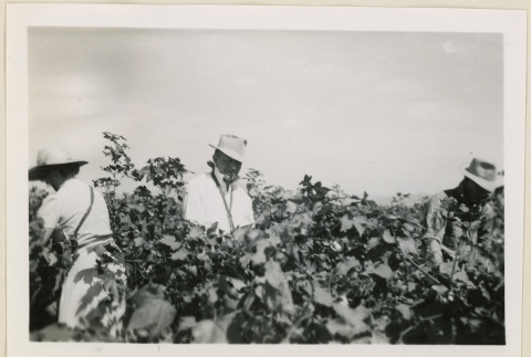 Mr. Huse picking cotton (ddr-densho-37-954)