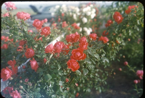 Roses (ddr-one-1-487)