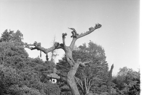 Old willow tree trunk, Japanese Garden pond, lantern (ddr-densho-354-1955)