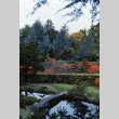 Bridge in the Japanese Garden in the Fall (ddr-densho-354-1442)