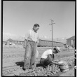 Japanese Americans working in garden (ddr-densho-151-371)