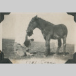 George with a mule (ddr-densho-357-79)