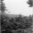 Looking up mountainside, lowest pond in foreground (ddr-densho-354-592)