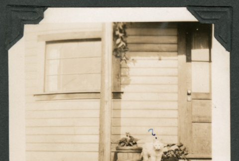 Photo of a cat on a porch (ddr-densho-483-207)