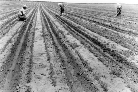Japanese Americans irrigating carrot field (ddr-densho-2-44)