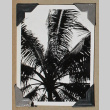 Palm tree fronds (ddr-densho-404-251)