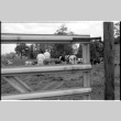 William Kochiyama and Robert H. Foote with cows (ddr-densho-1007-1358)