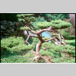 Pine tree (ddr-densho-377-2590)