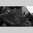 Fujitaro Kubota trimming pine at Seattle University (ddr-densho-354-2075)