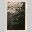 Cat sitting on wooden bench (ddr-densho-426-2101)