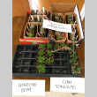 Plants in boxes at the KGF office for Spring Plant Sale 2020 (ddr-densho-354-2785)