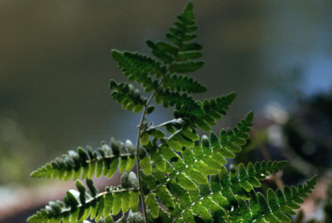 Close up of a fern (ddr-densho-336-388)