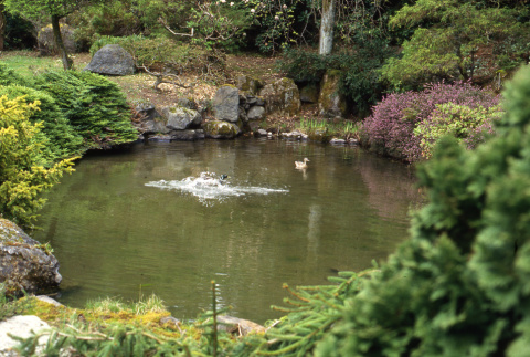 Pond in the Garden (ddr-densho-354-1347)
