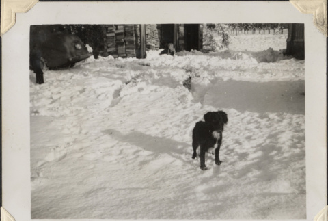 Small dog in the snow (ddr-densho-466-879)