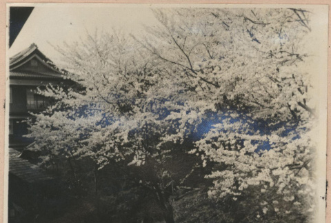 Cherry blossoms (ddr-manz-10-112)