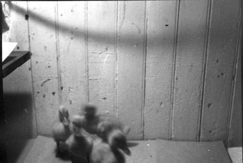 Ducklings (ddr-densho-426-2157)