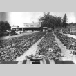 Field of pansies outside the Bainbridge Gardens (ddr-densho-34-24)