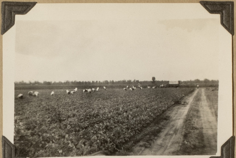 Farm at Rohwer (ddr-densho-542-471)