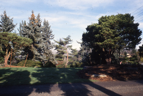 Tanyosho pines (ddr-densho-354-1236)