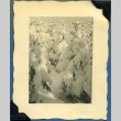 Trees covered in snow (ddr-densho-22-42)