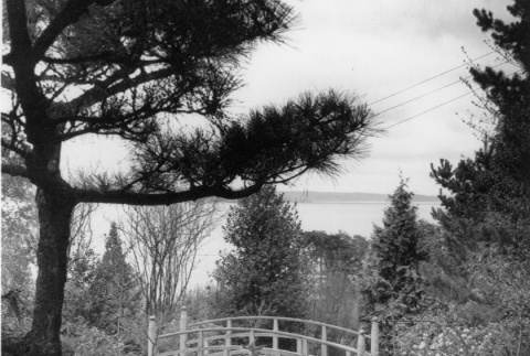 View of the completed garden with the bridge and the Sound in the background, in Madison Park (ddr-densho-354-184)