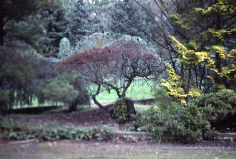 Trees in the Garden (ddr-densho-354-1364)