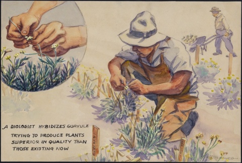 Painting of a biologist working with guayule (ddr-manz-2-71)