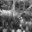 Closeup of ground in birch stand (ddr-densho-354-1957)