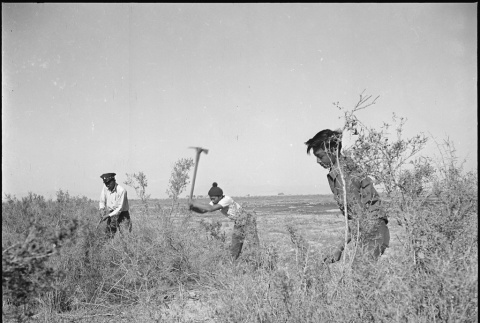Japanese Americans clearing land (ddr-densho-37-567)