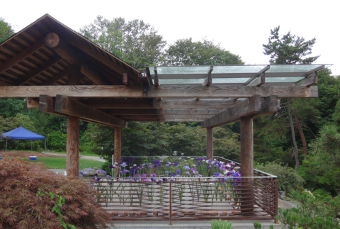 Japanese Iris Exhibition at the Terrace Overlook (ddr-densho-354-2397)