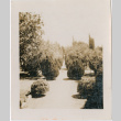 View of row of trees (ddr-densho-426-1951)