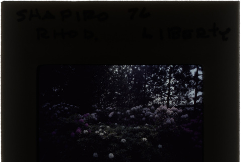 Rhododendrons at the Shapiro project (ddr-densho-377-828)