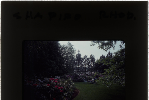 Rhododendrons at the Shapiro project (ddr-densho-377-827)